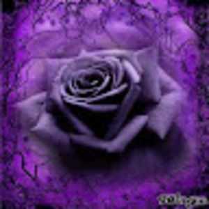 Meet your Posher, Shelley